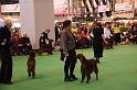 Crufts2010 1829